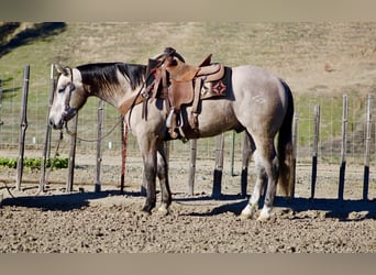American Quarter Horse, Wałach, 3 lat, 155 cm, Siwa