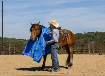 American Quarter Horse Mix, Wałach, 3 lat, 157 cm, Gniada