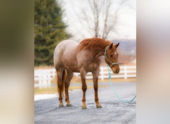 American Quarter Horse, Wałach, 3 lat, 157 cm, Kasztanowatodereszowata