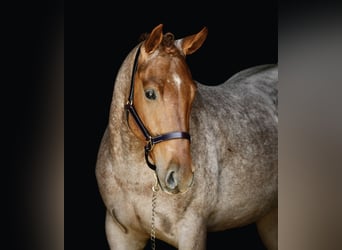 American Quarter Horse, Wałach, 3 lat, 157 cm, Kasztanowatodereszowata