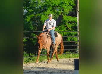 American Quarter Horse, Wałach, 3 lat, 157 cm, Kasztanowatodereszowata