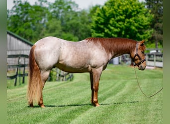 American Quarter Horse, Wałach, 3 lat, 157 cm, Kasztanowatodereszowata