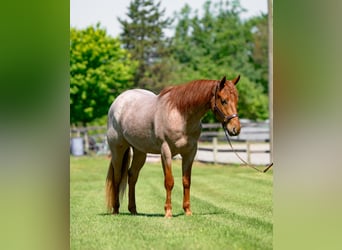American Quarter Horse, Wałach, 3 lat, 157 cm, Kasztanowatodereszowata