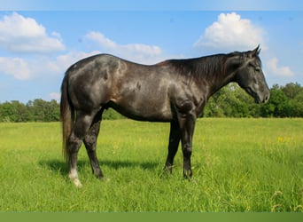 American Quarter Horse, Wałach, 3 lat, 157 cm, Siwa