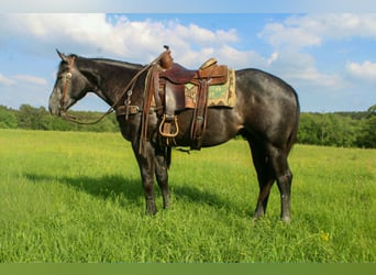American Quarter Horse, Wałach, 3 lat, 157 cm, Siwa