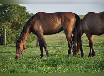 American Quarter Horse Mix, Wałach, 3 lat, 163 cm, Ciemnogniada