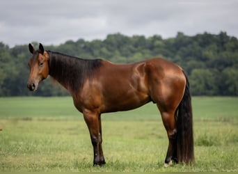 American Quarter Horse, Wałach, 3 lat, 163 cm, Gniada