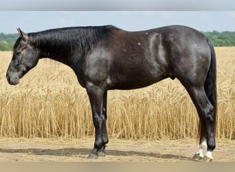 American Quarter Horse, Wałach, 3 lat, 163 cm, Siwa