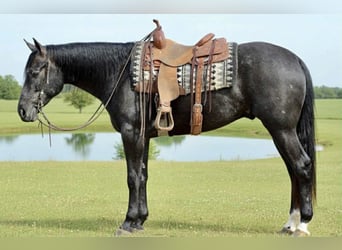 American Quarter Horse, Wałach, 3 lat, 163 cm, Siwa