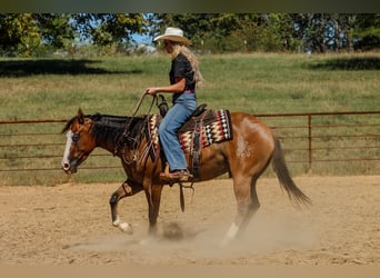 American Quarter Horse, Wałach, 3 lat, Bułana