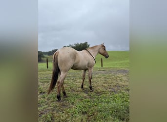American Quarter Horse, Wałach, 3 lat, Bułana