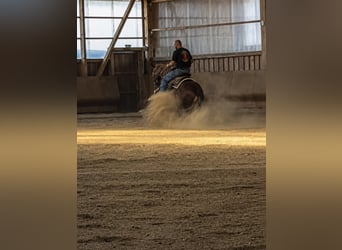 American Quarter Horse, Wałach, 3 lat, Ciemnokasztanowata