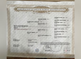 American Quarter Horse, Wałach, 3 lat, Ciemnokasztanowata