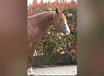 American Quarter Horse, Wałach, 3 lat, Ciemnokasztanowata