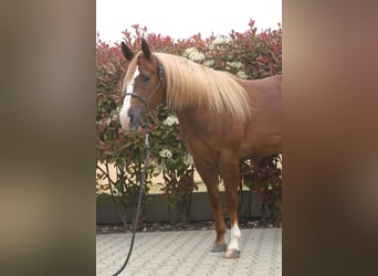 American Quarter Horse, Wałach, 3 lat, Ciemnokasztanowata