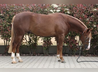 American Quarter Horse, Wałach, 3 lat, Ciemnokasztanowata