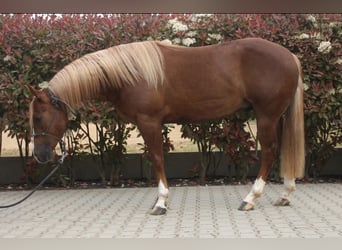 American Quarter Horse, Wałach, 3 lat, Ciemnokasztanowata