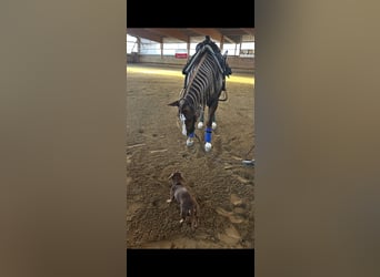 American Quarter Horse, Wałach, 3 lat, Ciemnokasztanowata