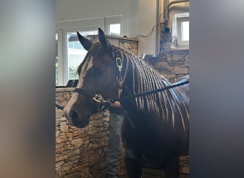 American Quarter Horse, Wałach, 3 lat, Ciemnokasztanowata