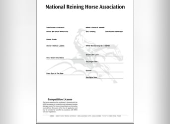 American Quarter Horse, Wałach, 3 lat, Ciemnokasztanowata