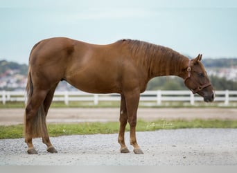 American Quarter Horse, Wałach, 3 lat, Ciemnokasztanowata