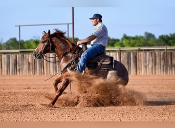 American Quarter Horse, Wałach, 3 lat, Cisawa