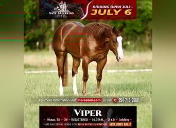 American Quarter Horse, Wałach, 3 lat, Cisawa
