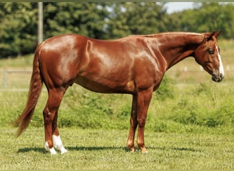American Quarter Horse, Wałach, 3 lat, Cisawa