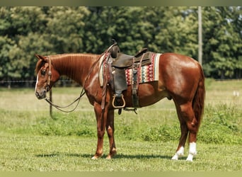 American Quarter Horse, Wałach, 3 lat, Cisawa