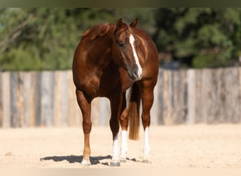 American Quarter Horse, Wałach, 3 lat, Cisawa