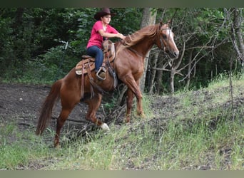 American Quarter Horse, Wałach, 3 lat, Cisawa
