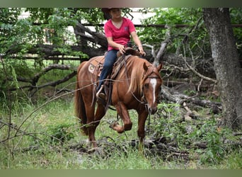 American Quarter Horse, Wałach, 3 lat, Cisawa