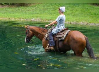 American Quarter Horse Mix, Wałach, 3 lat, Gniada