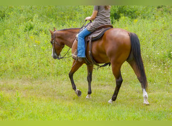 American Quarter Horse Mix, Wałach, 3 lat, Gniada