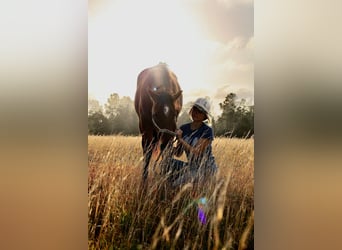 American Quarter Horse, Wałach, 3 lat, Gniada