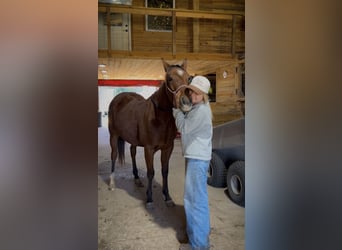 American Quarter Horse, Wałach, 3 lat, Gniada