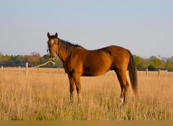 American Quarter Horse, Wałach, 3 lat, Gniada