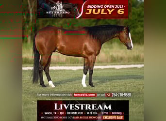 American Quarter Horse, Wałach, 3 lat, Gniada