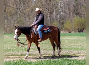 American Quarter Horse, Wałach, 3 lat, Gniada