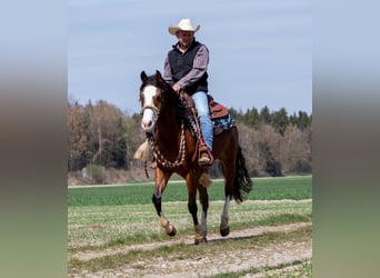 American Quarter Horse, Wałach, 3 lat, Gniada