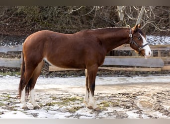American Quarter Horse, Wałach, 3 lat, Gniada