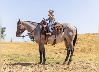 American Quarter Horse, Wałach, 3 lat, Gniadodereszowata