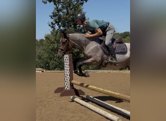 American Quarter Horse, Wałach, 3 lat, Gniadodereszowata