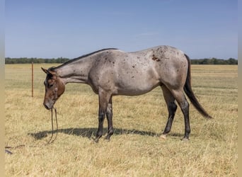 American Quarter Horse, Wałach, 3 lat, Gniadodereszowata