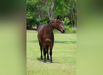 American Quarter Horse, Wałach, 3 lat, Gniadodereszowata