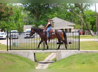 American Quarter Horse, Wałach, 3 lat, Gniadodereszowata