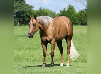 American Quarter Horse, Wałach, 3 lat, Izabelowata
