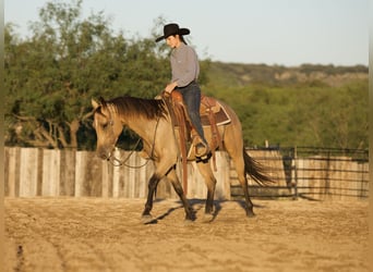 American Quarter Horse, Wałach, 3 lat, Jelenia