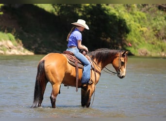 American Quarter Horse, Wałach, 3 lat, Jelenia