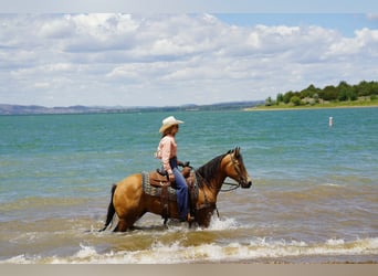 American Quarter Horse, Wałach, 3 lat, Jelenia